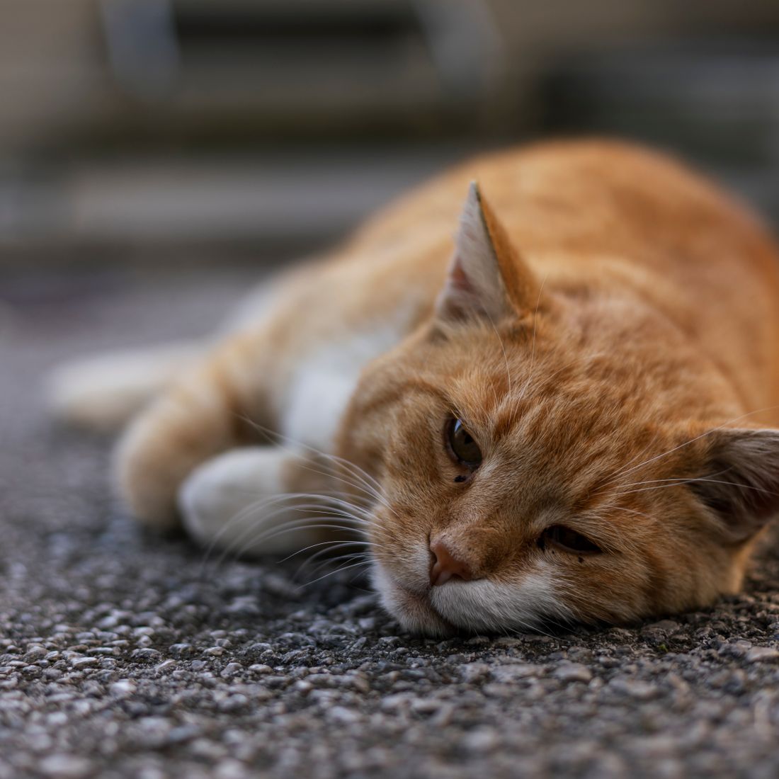 Tiere sind Herzlich Willkommen, Urlaub mit Hund